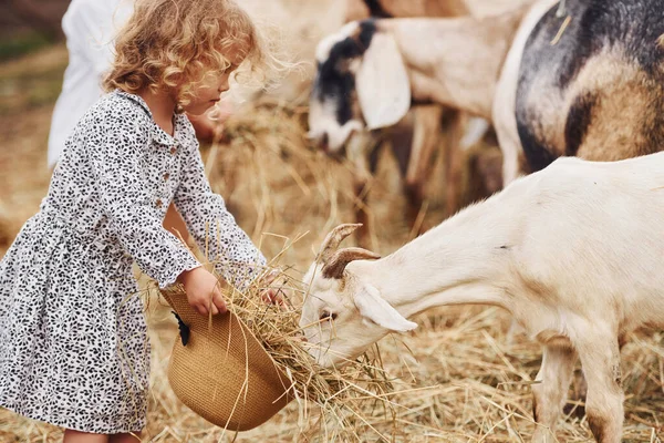 Alimentar Cabras Menina Roupas Azuis Está Fazenda Verão Livre — Fotografia de Stock