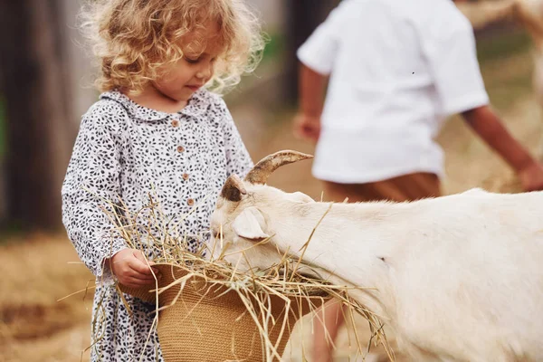 ヤギに餌をやる 青い服の少女は夏の屋外で農場にいます — ストック写真
