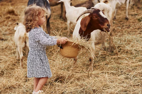 Alimentar Cabras Menina Roupas Azuis Está Fazenda Verão Livre — Fotografia de Stock