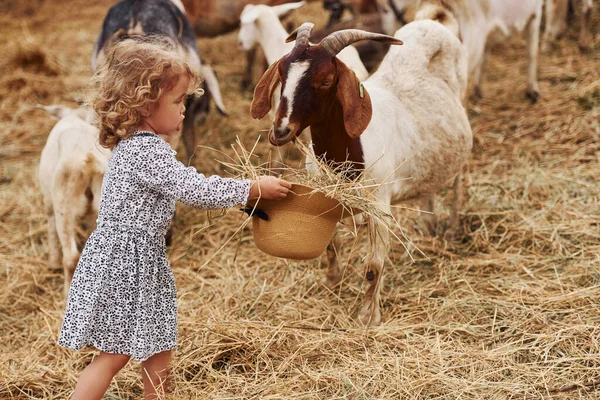 Alimentar Cabras Menina Roupas Azuis Está Fazenda Verão Livre — Fotografia de Stock