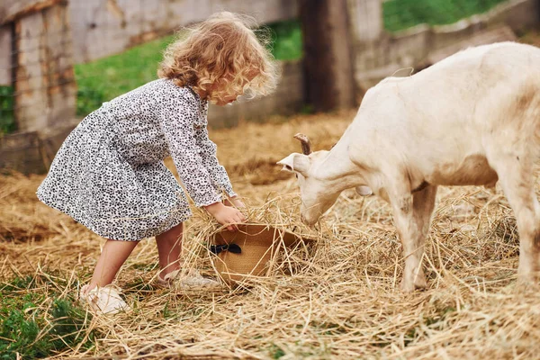 Alimentar Cabras Menina Roupas Azuis Está Fazenda Verão Livre — Fotografia de Stock