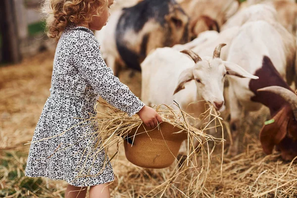 Кормление Коз Маленькая Девочка Голубой Одежде Находится Ферме Летом Открытом — стоковое фото