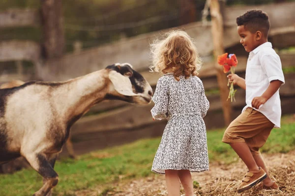 天気が良い 可愛いですアフリカ系アメリカ人の男の子とヨーロッパ人の女の子はヤギと農場にいます — ストック写真