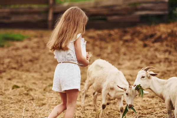 Little Girl White Clothes Farm Summertime Outdoors Goats — Stock Photo, Image