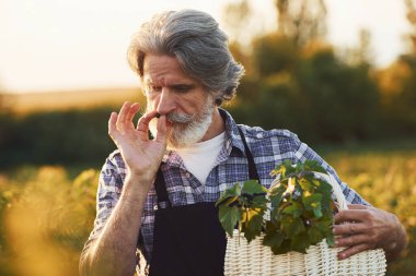 Sigara içmek ve hasatla ilgilenmek. Tarım alanında gri saçlı ve sakallı kıdemli bir adamın portresi..