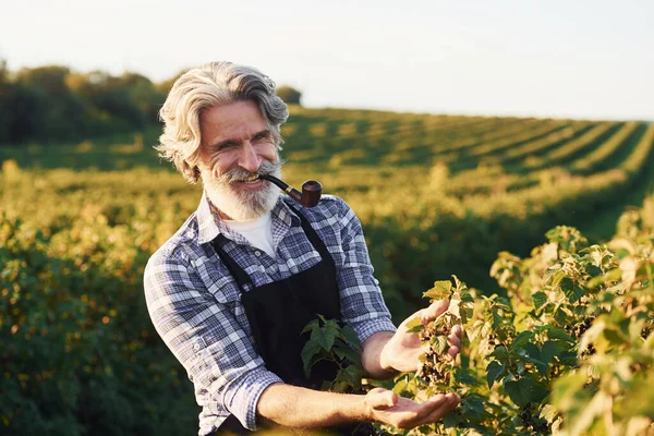 喫煙や収穫の世話をする 農業分野で灰色の髪とひげを持つシニアスタイリッシュな男の肖像画 — ストック写真