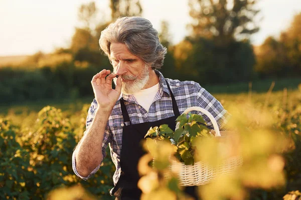 Fumare Prendersi Cura Del Raccolto Ritratto Uomo Anziano Elegante Con — Foto Stock
