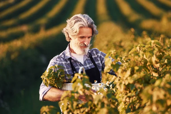 農業分野で活躍する白髪 髭を生やした先輩の肖像画 — ストック写真