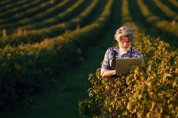 ノートパソコンを持ってる 農業分野で灰色の髪とひげを持つシニアスタイリッシュな男の肖像画 — ストック写真