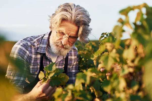 Lavorare Con Raccolto Ritratto Uomo Anziano Elegante Con Capelli Grigi — Foto Stock