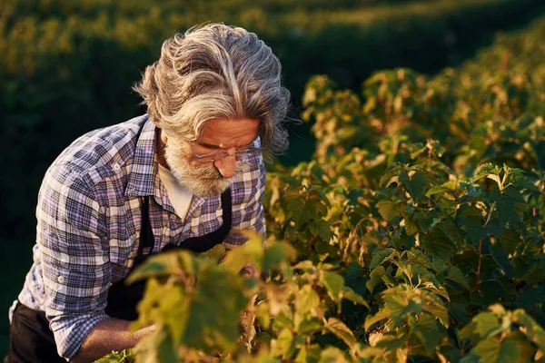 収穫作業だ 農業分野で灰色の髪とひげを持つシニアスタイリッシュな男の肖像画 — ストック写真