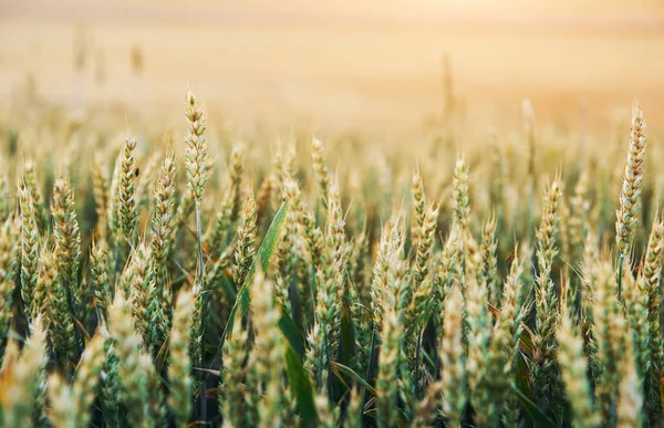 Dicht Zicht Het Kweken Van Tarwe Het Landbouwveld Zonnige Dag — Stockfoto