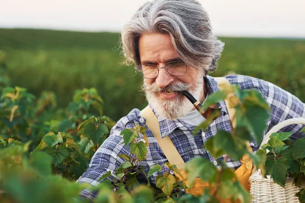 喫煙や収穫の世話をする 農業分野で灰色の髪とひげを持つシニアスタイリッシュな男の肖像画 — ストック写真