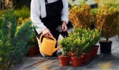Çiçekleri sulamak. Sunbae gündüz vakti bahçede..