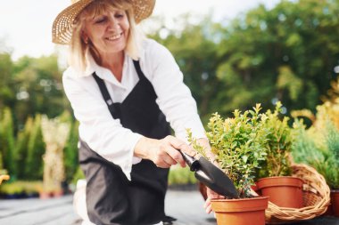 Saksıda bitkilerle çalışmak. Kıdemli kadın gündüz vakti bahçede olur. Bitki ve mevsim kavramı.
