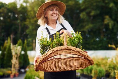Sepet kullanarak saksıdaki bitkileri almak. Kıdemli kadın gündüz vakti bahçede olur. Bitki ve mevsim kavramı.
