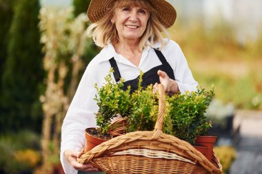 Sepet kullanarak saksıdaki bitkileri almak. Kıdemli kadın gündüz vakti bahçede olur. Bitki ve mevsim kavramı.