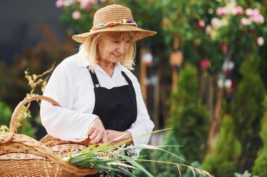 Elinde sepetle. Kıdemli kadın gündüz vakti bahçede olur. Bitki ve mevsim kavramı.