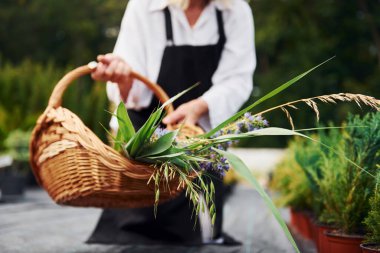 Tahta sepet. Kıdemli kadın gündüz vakti bahçede olur. Bitki ve mevsim kavramı.