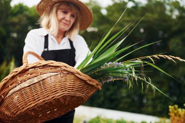 Tahta sepet. Kıdemli kadın gündüz vakti bahçede olur. Bitki ve mevsim kavramı.