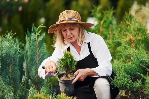 Con Erba Mano Donna Anziana Col Cappello Grande Giardino Giorno — Foto Stock