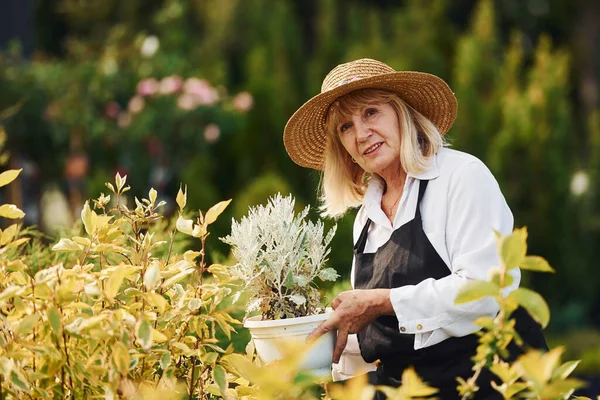 Držet Trávu Rukou Starší Žena Dne Zahradě Koncepce Rostlin Ročních — Stock fotografie