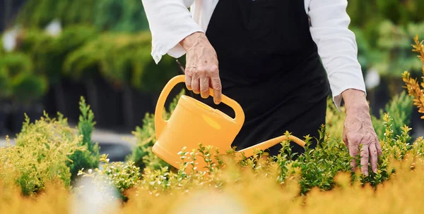 Rega Plantas Senior Mulher Está Jardim Durante Dia — Fotografia de Stock