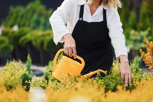 Zavlažování Rostlin Starší Žena Dne Zahradě — Stock fotografie