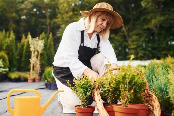 Saksıda bitkilerle çalışmak. Kıdemli kadın gündüz vakti bahçede olur. Bitki ve mevsim kavramı.