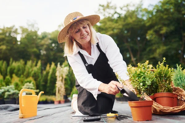 Saksıda bitkilerle çalışmak. Kıdemli kadın gündüz vakti bahçede olur. Bitki ve mevsim kavramı.