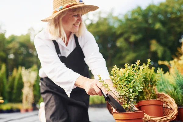 Arbeiten Mit Pflanzen Topf Die Seniorin Ist Tagsüber Garten Konzeption — Stockfoto