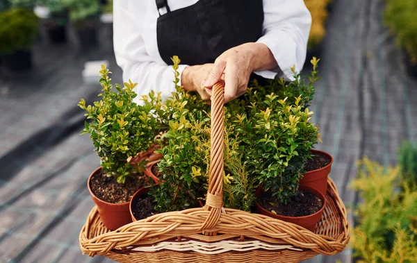 Tomando Plantas Vasos Usando Cesta Senhora Está Jardim Durante Dia — Fotografia de Stock