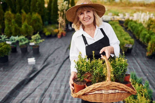 Užívání Rostlin Květináčích Pomocí Koše Starší Žena Dne Zahradě Koncepce — Stock fotografie