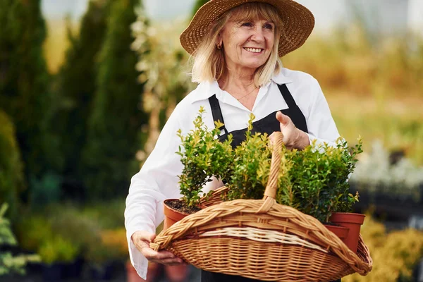 Pflanzen Töpfen Mit Hilfe Von Korb Die Seniorin Ist Tagsüber — Stockfoto