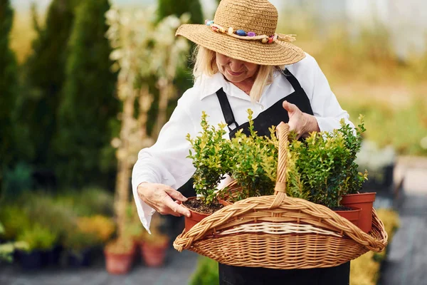 Užívání Rostlin Květináčích Pomocí Koše Starší Žena Dne Zahradě Koncepce — Stock fotografie