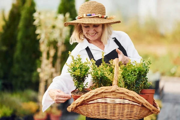 Sepet kullanarak saksıdaki bitkileri almak. Kıdemli kadın gündüz vakti bahçede olur. Bitki ve mevsim kavramı.