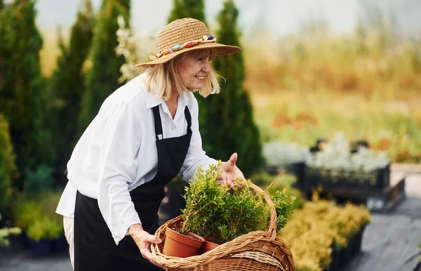 Prendendo Piante Vaso Utilizzando Cestino Donna Anziana Giardino Giorno Concezione — Foto Stock