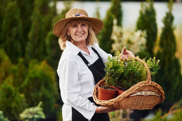 Sepet kullanarak saksıdaki bitkileri almak. Kıdemli kadın gündüz vakti bahçede olur. Bitki ve mevsim kavramı.