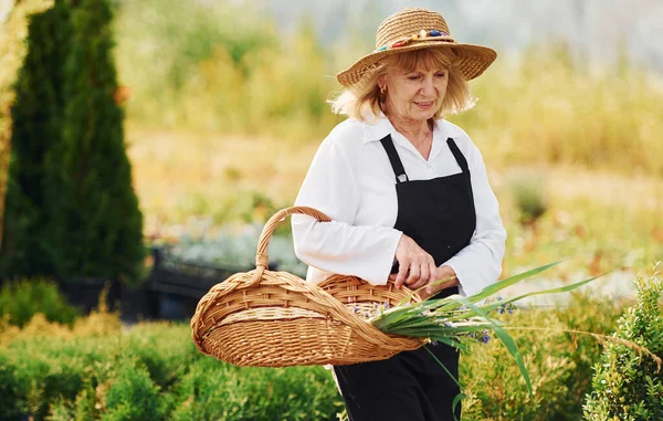 Con Cestino Mano Donna Anziana Giardino Giorno Concezione Piante Stagioni — Foto Stock