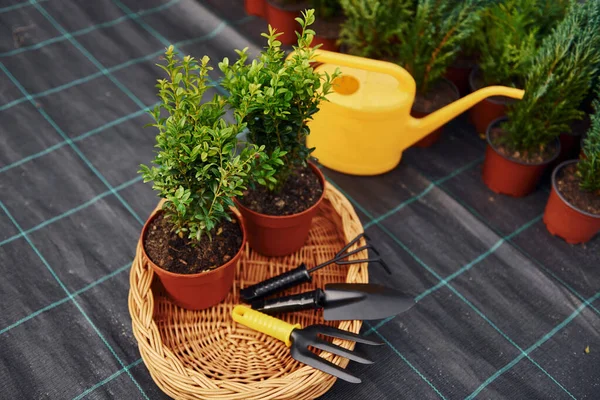 Sarı sulama kutusu. Saksıdaki bitkiler ve yerdeki çalışma aletleri. Bahçıvanlık kavramı.