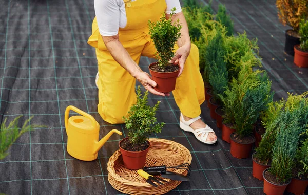Zavřít Pohled Starší Žena Dne Zahradě Koncepce Rostlin Ročních Období — Stock fotografie