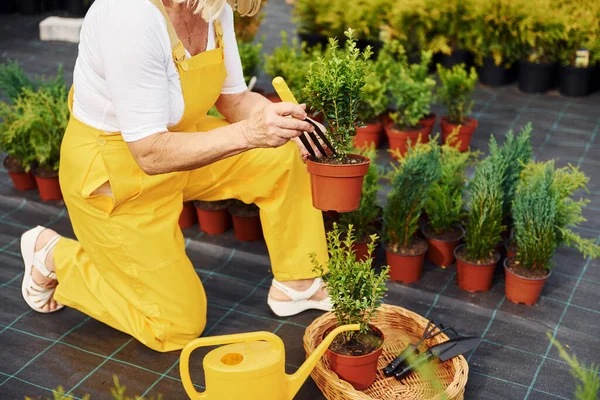 Vista Vicino Donna Anziana Giardino Giorno Concezione Piante Stagioni — Foto Stock