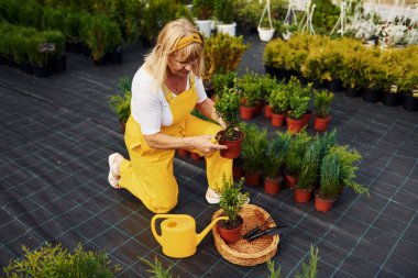 Sarı üniformalı. Kıdemli kadın gündüz vakti bahçede olur. Bitki ve mevsim kavramı.