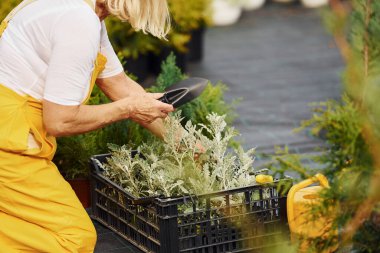 Sarı üniformalı. Kıdemli kadın gündüz vakti bahçede olur. Bitki ve mevsim kavramı.