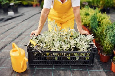 İş günü. Sarı üniformalı. Kıdemli kadın gündüz vakti bahçede olur. Bitki ve mevsim kavramı.