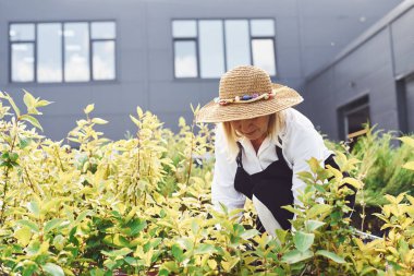 Kıdemli kadın gündüz vakti bahçede olur. Bitki ve mevsim kavramı.