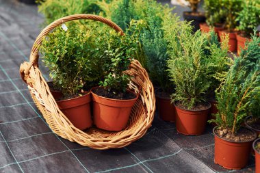 Saksıdaki bitkiler ve yerdeki çalışma aletleri. Bahçıvanlık kavramı.