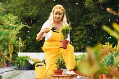 Saksıda bitkilerle çalışmak. Sarı üniformalı yaşlı kadın gündüz vakti bahçede..