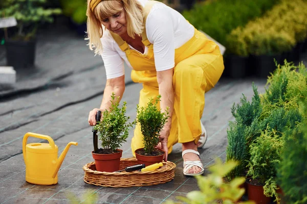 Sarı üniformalı. Kıdemli kadın gündüz vakti bahçede olur. Bitki ve mevsim kavramı.