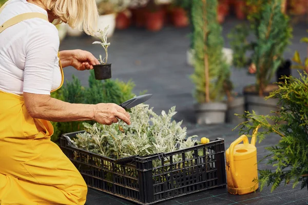 Sarı üniformalı. Kıdemli kadın gündüz vakti bahçede olur. Bitki ve mevsim kavramı.
